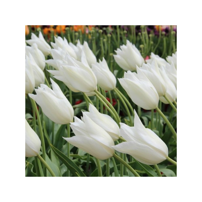 Tulipa 'White Triumphator'