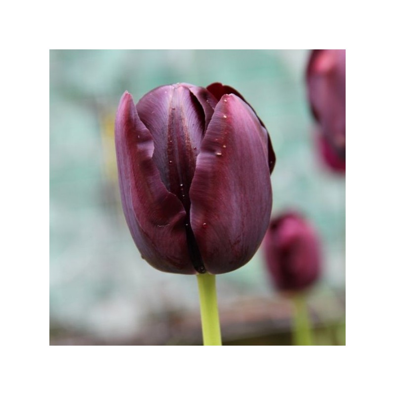 Tulipa 'Queen of Night'