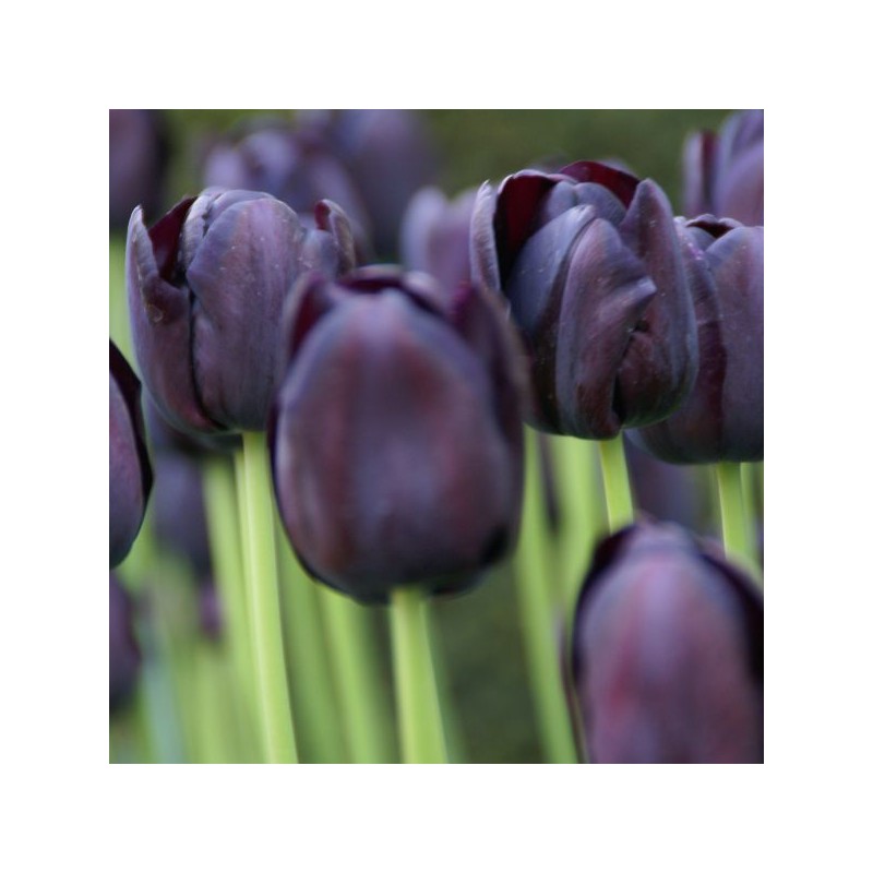 Tulipa 'Queen of Night'