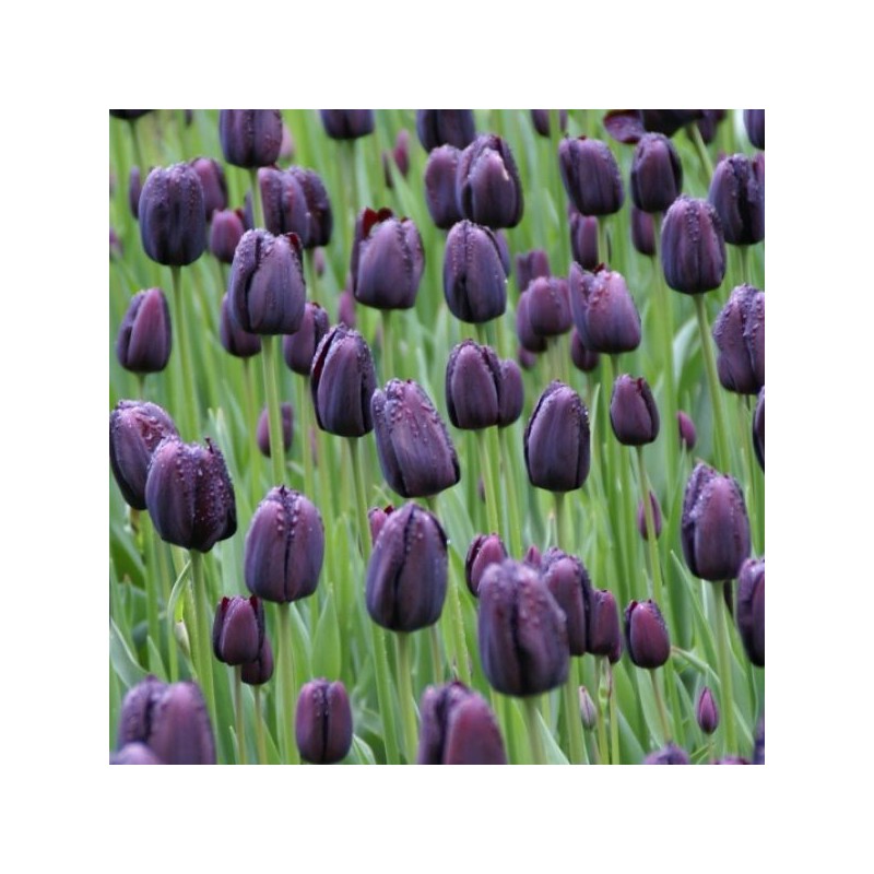Tulipa 'Queen of Night'