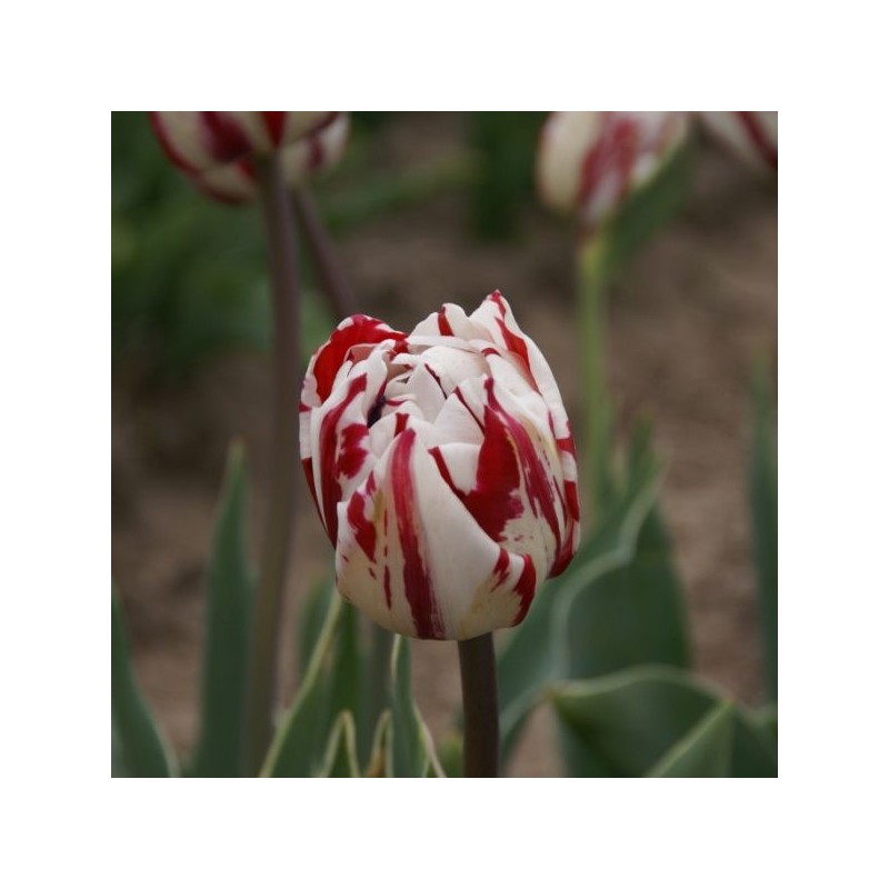 Tulipa 'Carnaval de Nice'