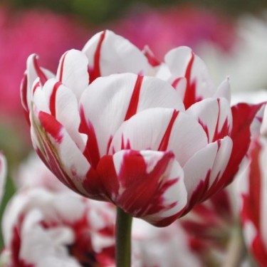 Tulipa 'Carnaval de Nice'