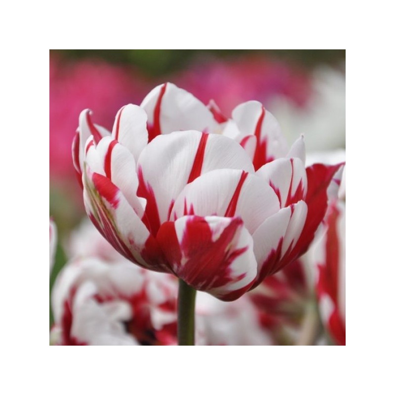 Tulipa 'Carnaval de Nice'