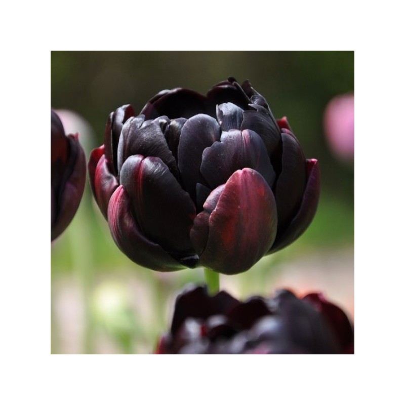 Tulipa 'Black Hero'
