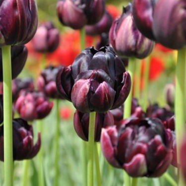Tulipa 'Black Hero'