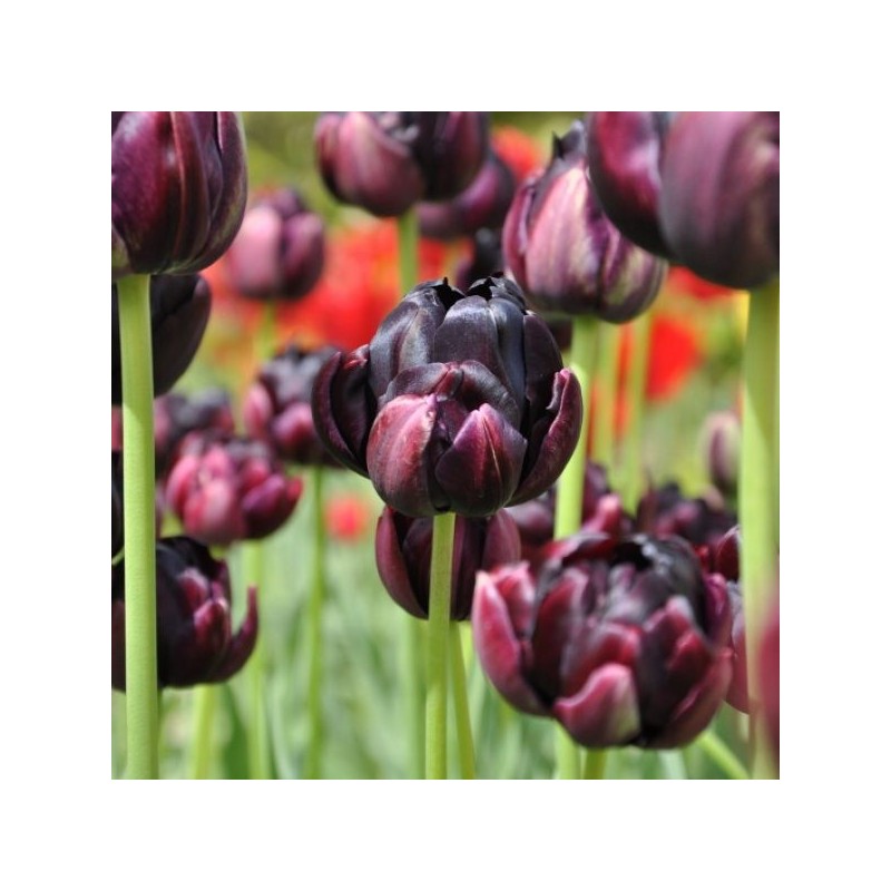 Tulipa 'Black Hero'