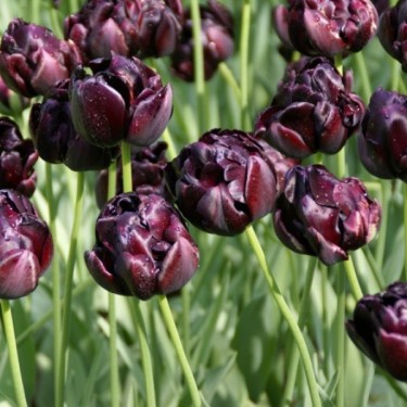 Tulipa 'Black Hero'