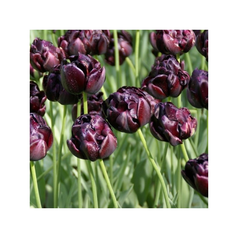 Tulipa 'Black Hero'