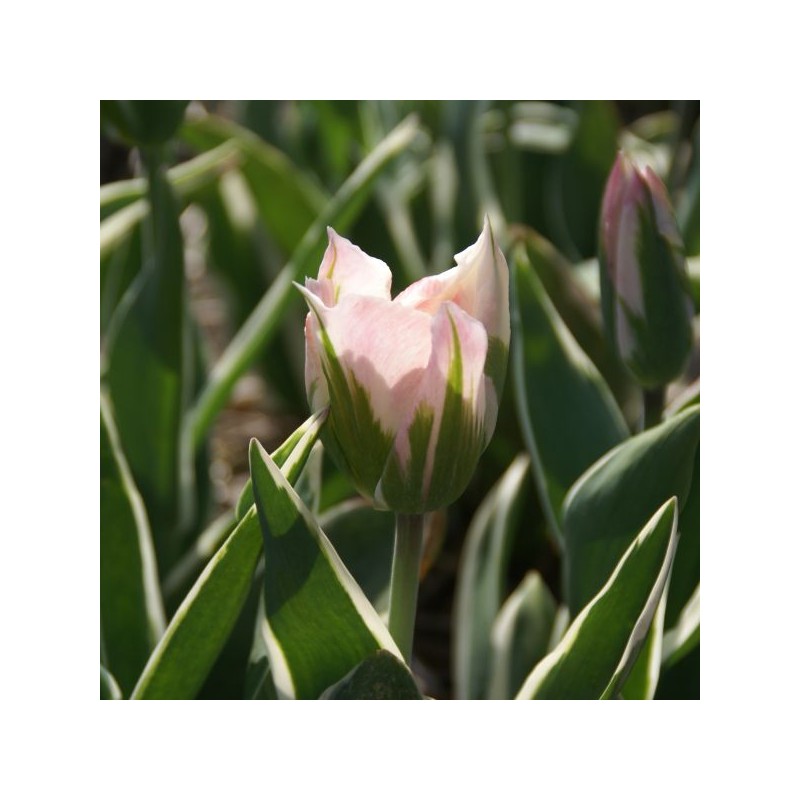 Tulipa 'China Town'