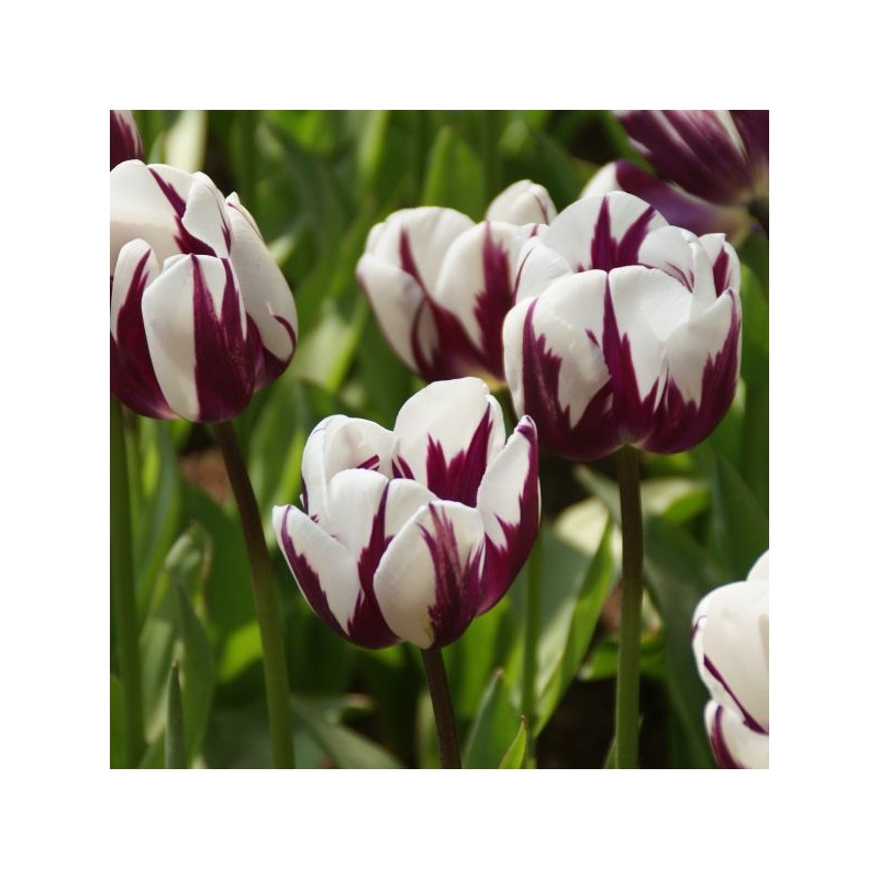 Tulipa 'Rem's Favourite'