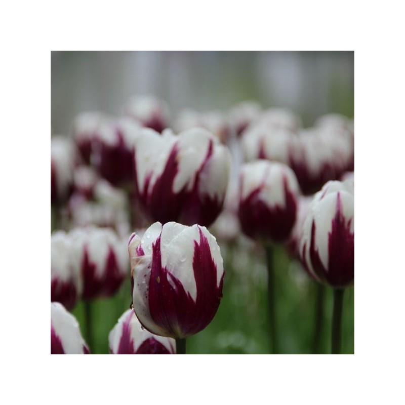 Tulipa 'Rem's Favourite'