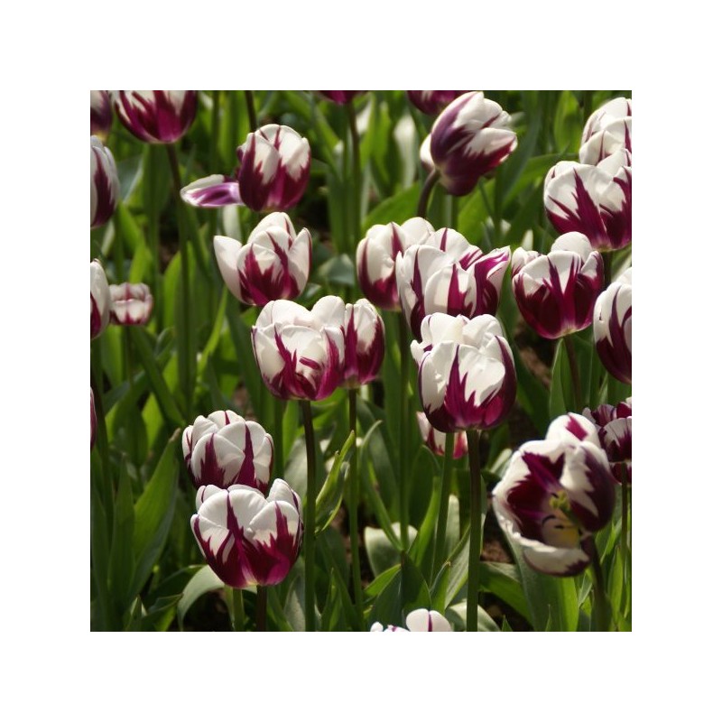 Tulipa 'Rem's Favourite'