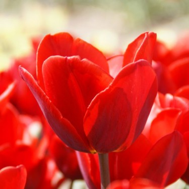Tulipa 'Couleur Cardinal'