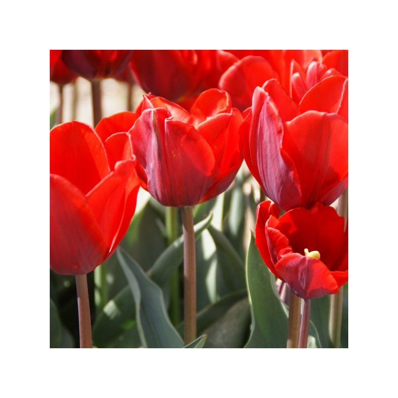 Tulipa 'Couleur Cardinal'