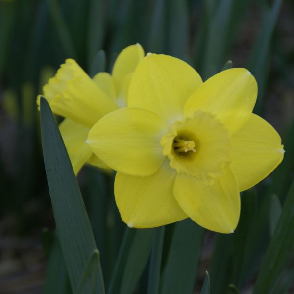 Narcissus 'Pay Day'