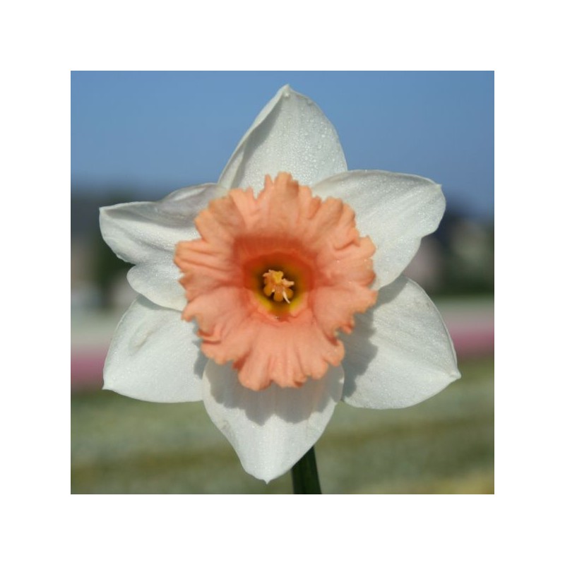 Narcissus 'Bright Flame'