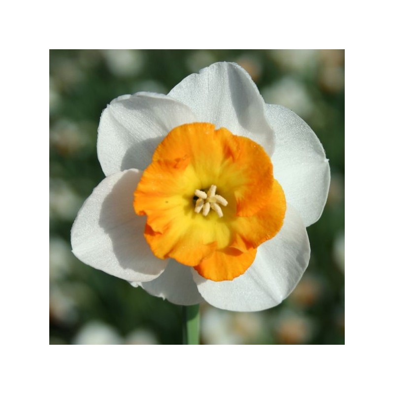 Narcissus 'Conestoga'