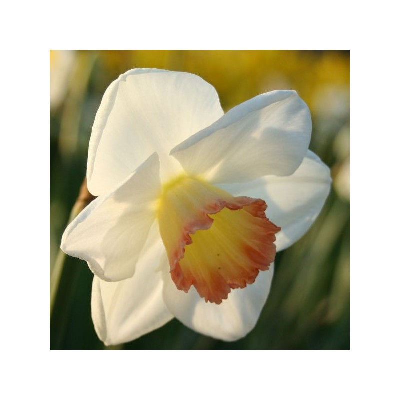 Narcissus 'Signorina'
