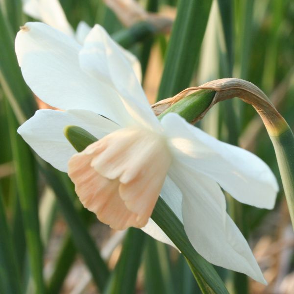 Narcissus 'Mary Kate'