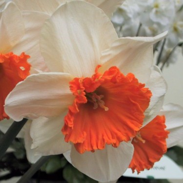 Narcissus 'Royal Orange'