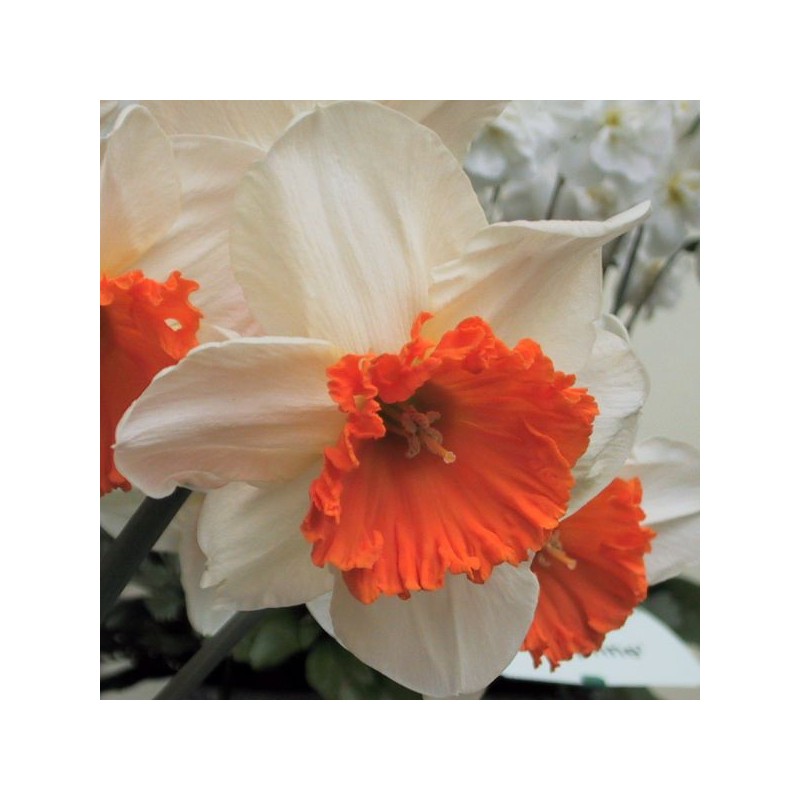 Narcissus 'Royal Orange'