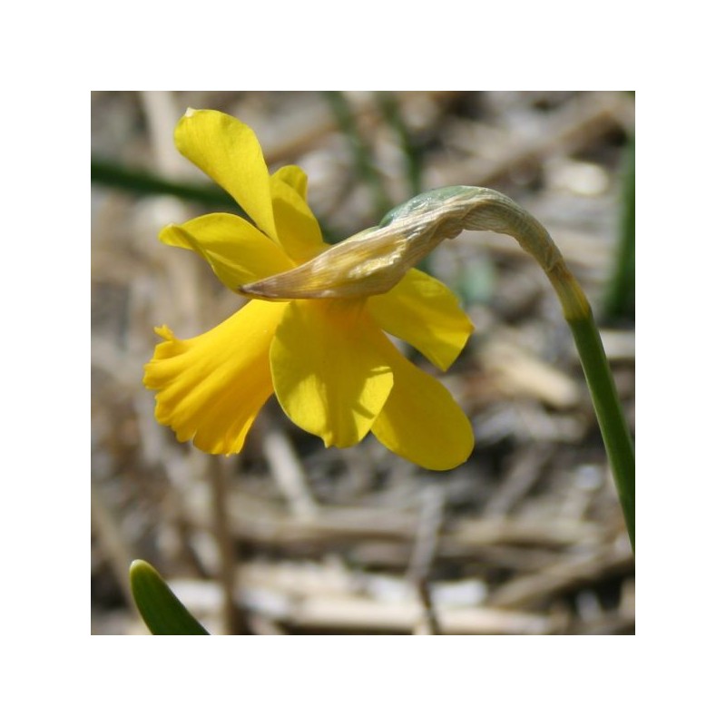 Narcissus 'Skilliwidden'