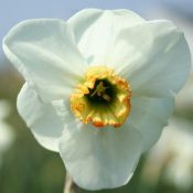 Narcissus 'Baltic Shore'
