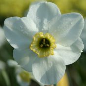Narcissus 'Capisco'