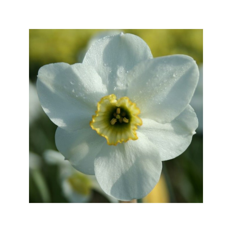 Narcissus 'Capisco'