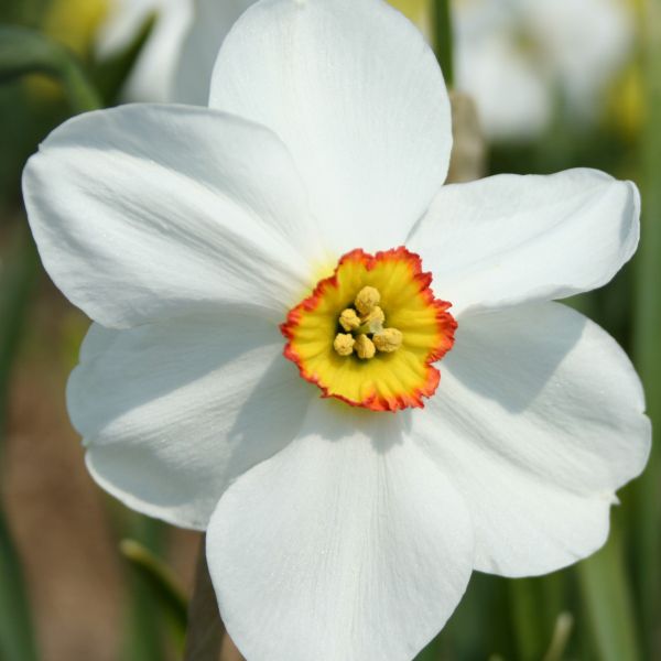 Narcissus 'Chorale'