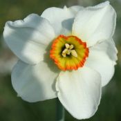 Narcissus 'Crenver'