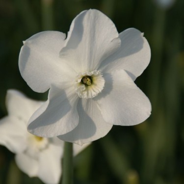 Narcissus 'Dallas'