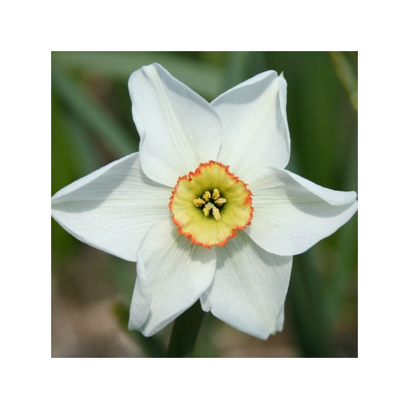 Narcissus 'Dreamlight' Narcissus 'Dreamlight'