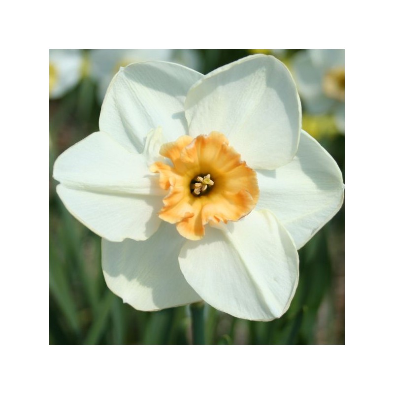 Narcissus 'Eyelet'