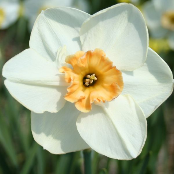 Narcissus 'Eyelet'