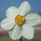 Narcissus 'Gorran'