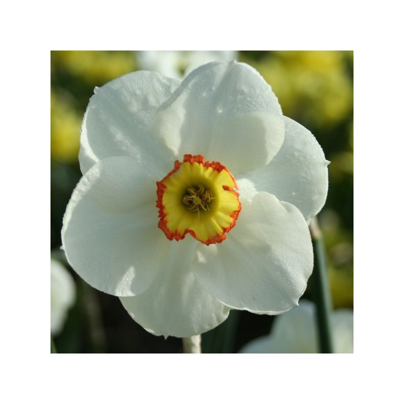 Narcissus 'Hawk Eye'