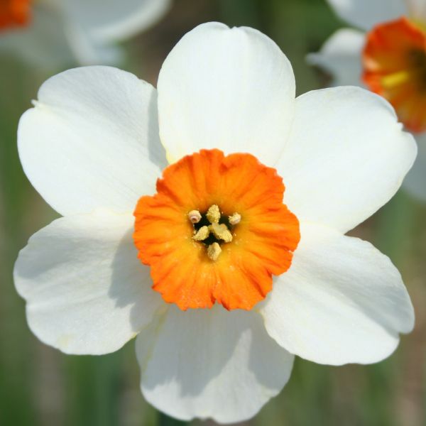 Narcissus 'Limerick'