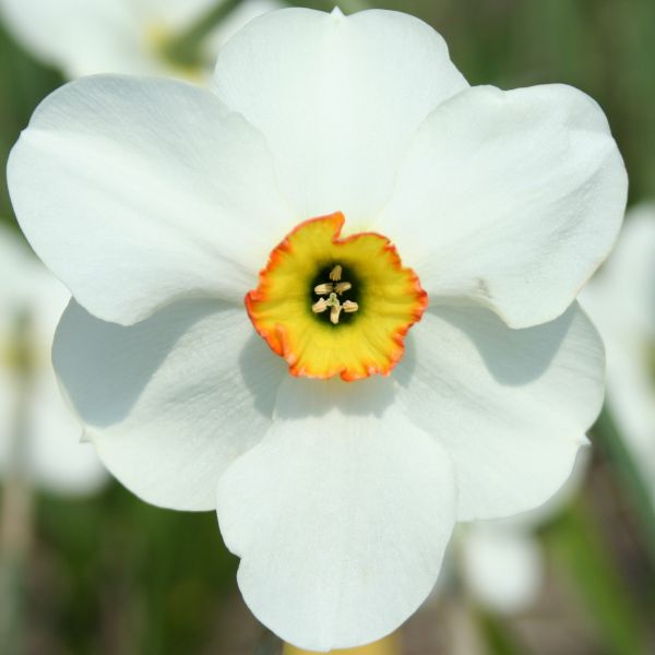 Narcissus 'Lisbane'