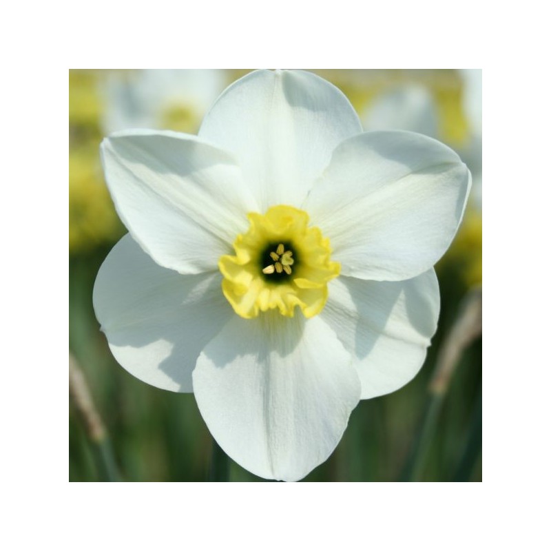Narcissus 'Oykel'