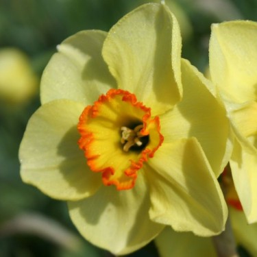 Narcissus 'Painted Desert'