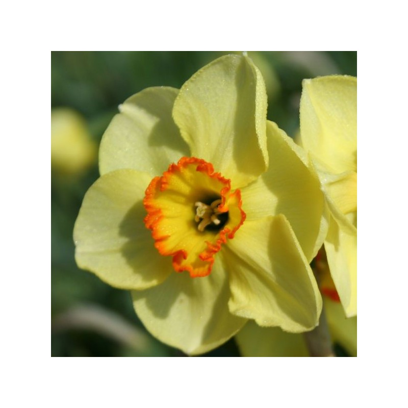 Narcissus 'Painted Desert'