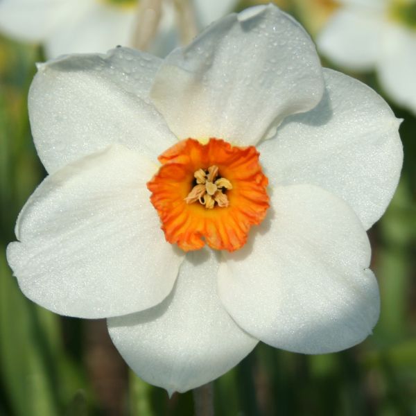 Narcissus 'Pelynt'