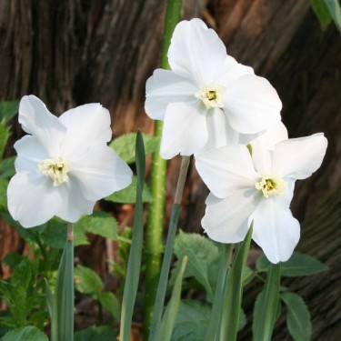 Narcissus 'Polar Ice'
