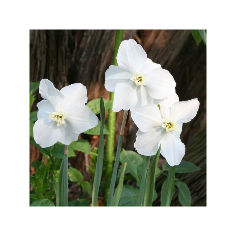 Narcissus 'Polar Ice'