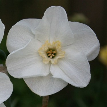 Narcissus 'Sea Princess'