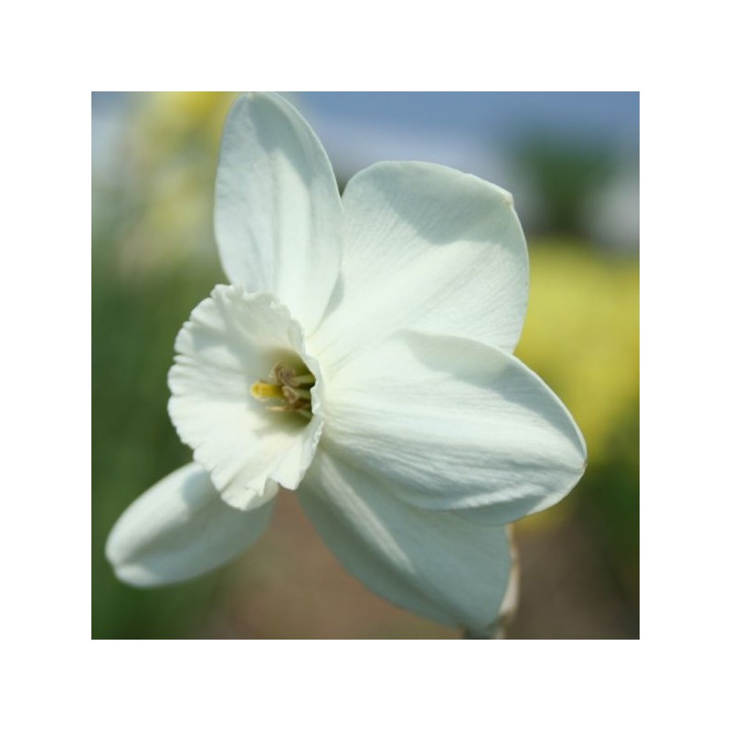 Narcissus 'Silverthorn'