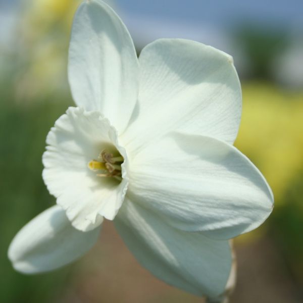 Narcissus 'Silverthorn'