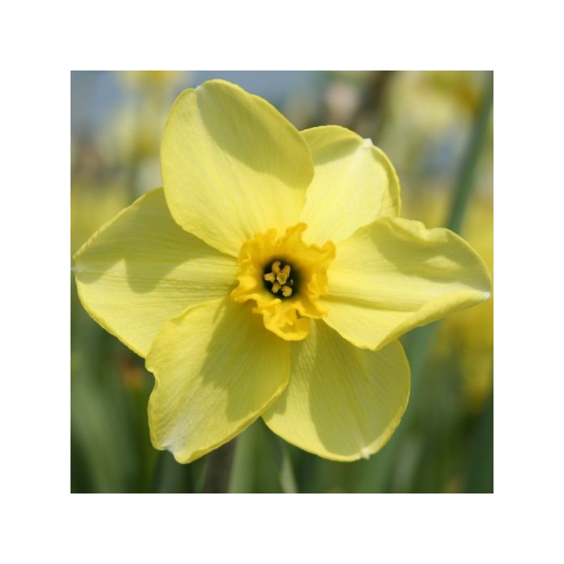 Narcissus 'Skookum'