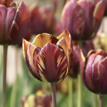 Tulipa 'Absalon'